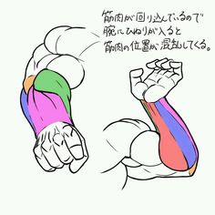a drawing of a muscled arm, bent at the elbow, with different colored sections highlighting the various muscle groups. japanese text explains the complexity of depicting muscle movement and position as the arm rotates.content: arm, muscles, anatomy, drawing, textpeople: environment: lighting: perspective: side viewkw: arm muscles, anatomy study, japanese text, art instruction, muscle groups