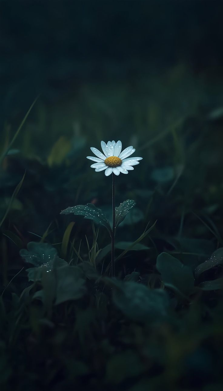 a single daisy flower stands out against a dark, green background. the daisy has white petals and a bright yellow center. its green leaves and the surrounding foliage are covered in small water droplets. the image is a closeup, capturing the delicate beauty of the flower in its natural environment.
