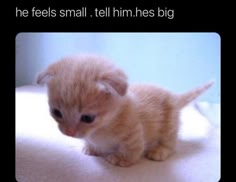 a cute little kitten with white and brown fur is sitting on a white surface. the kitten is looking down and appears to be small and fluffy. the kitten has a sweet and innocent expression on its face. the caption above the kitten reads, "he feels small. tell him. hes big." this suggests that the kitten may be feeling insecure about its size. the image is a heartwarming portrayal of a cute and cuddly kitten.