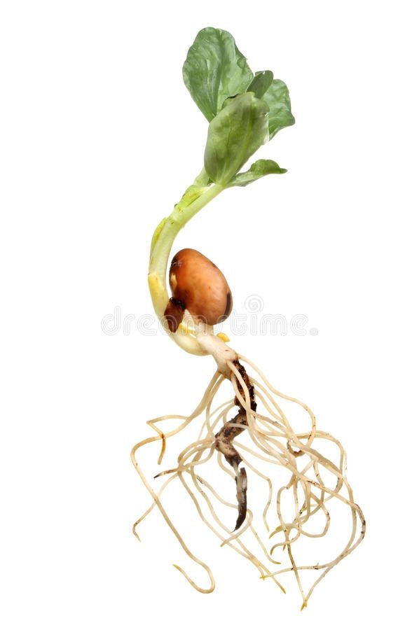 a closeup image of a broad bean seedling with its roots exposed against a white background. the seedling has a single stem with two leaves, and the root system is clearly visible. the seedling is in the early stages of growth, with the seed still attached.  the image is a representation of new life and growth.