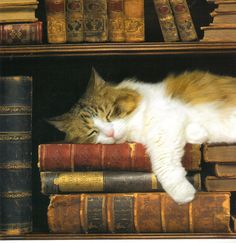 a fluffy brown and white tabby cat is sound asleep on top of a stack of old, leatherbound books. the cat is curled up with its eyes closed, nestled comfortably amongst the books on a wooden shelf. more books line the shelf in the background, creating a cozy and literary atmosphere.