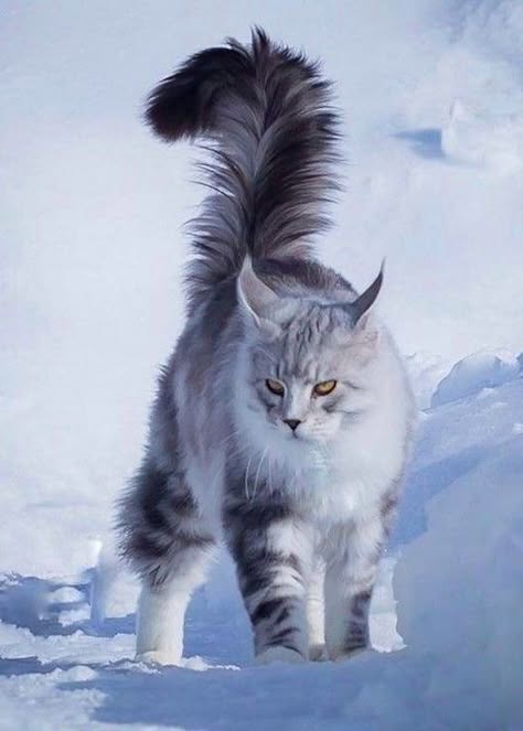 a white and gray maine coon cat with a large, fluffy tail stands in a snowy setting. the cat is looking directly at the camera with its golden eyes. the cat's white fur and long whiskers are very prominent.  the cat is standing on a snowy patch of ground with its paws slightly raised off the ground.