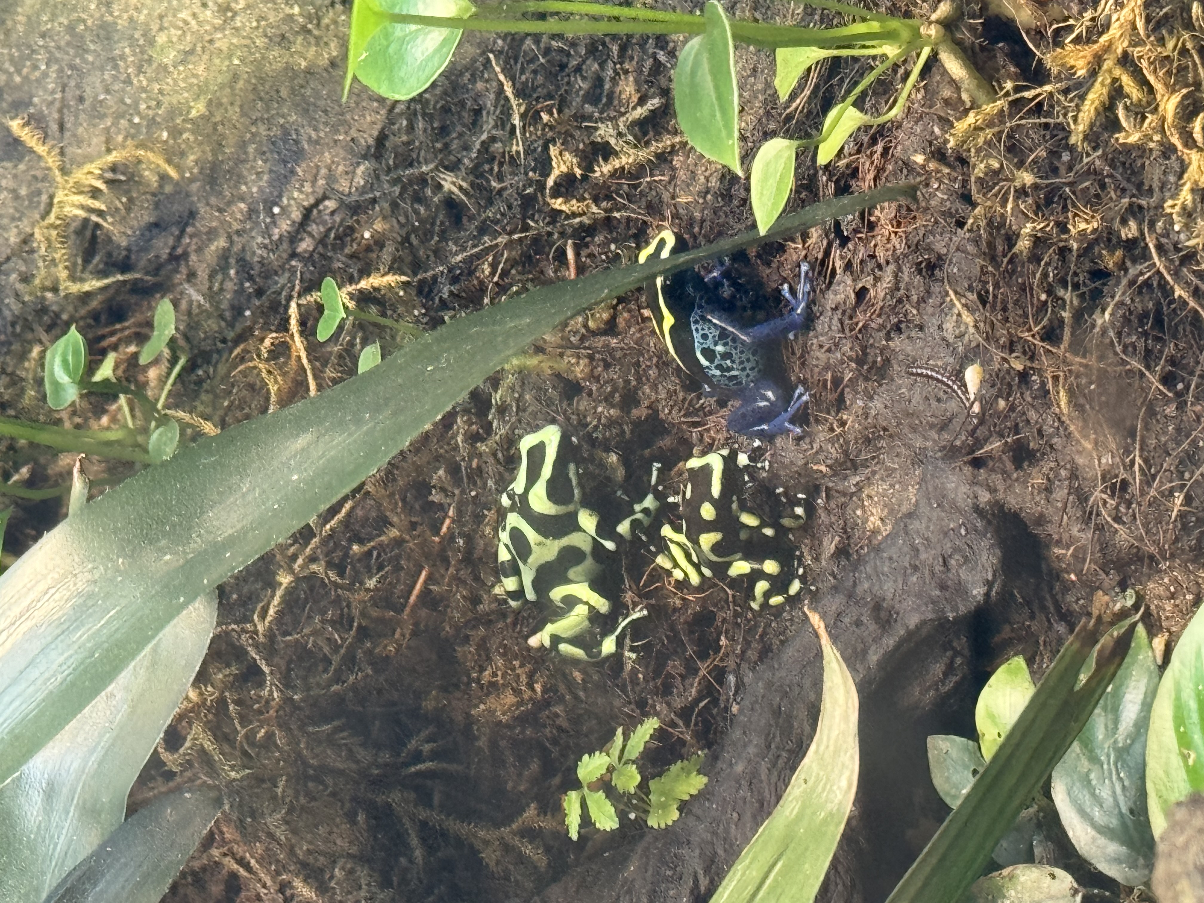 two poison dart frogs sit on the terrarium floor amidst tropical plants. one frog is green and black while the other is blue and black.