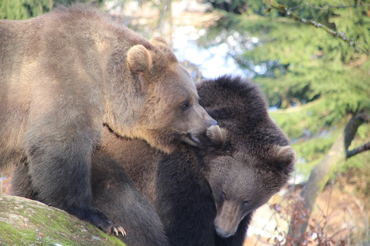 a brown bear, with brown fur and a large size, is cuddling and nuzzling with another smaller brown bear.  the larger bear is on top and to the right of the smaller bear.  they appear to be in a forest setting.  the bears are adorable and appear to be friendly.