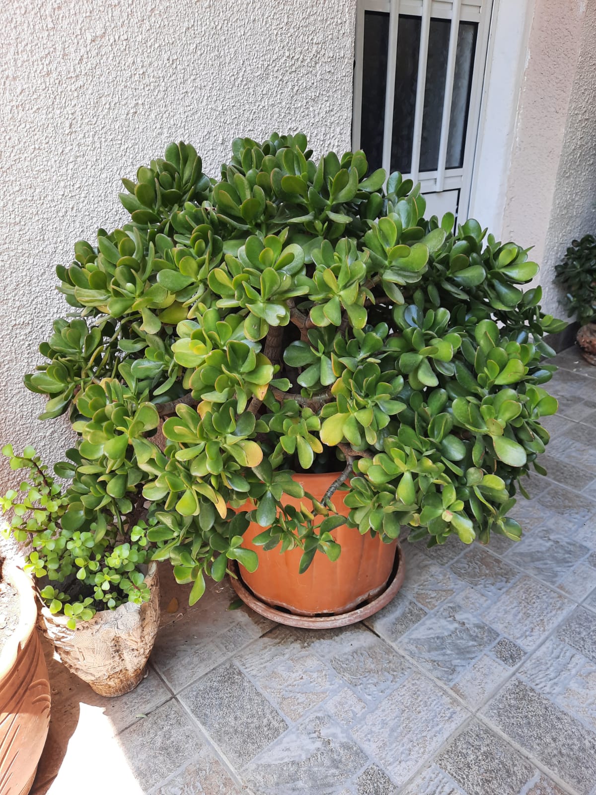 a large jade plant in a terracotta pot sits on a tiled floor next to a smaller plant in a decorative pot. the jade plant is lush and green with thick leaves and a visible trunk. the background includes a textured white wall and a white door with bars.