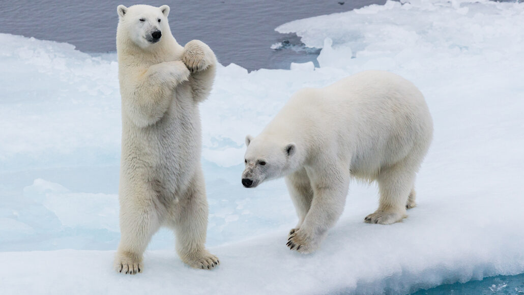 the image shows two polar bears in the arctic. one polar bear is standing upright on its hind legs, while the other is walking on all fours.  both bears are in a snowy, icy environment, likely an ice floe. the background is a mostly white expanse of ice and water. the scene evokes a sense of the cold and harsh beauty of the arctic and highlights the polar bears' natural habitat.