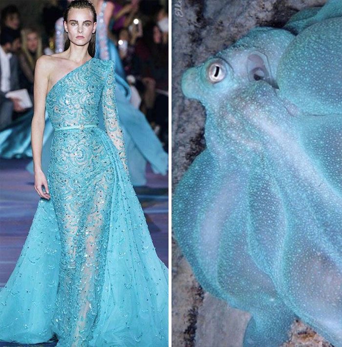 this image is a split image showing a fashion model wearing a blue dress on a runway on the left, and on the right is a closeup image of an octopus with similar texture and color. the dress is inspired by the skin of the octopus, mimicking its organic texture and shimmer. the dress is a long, flowing gown with one shoulder and is adorned with intricate beading and sequins. the model is standing confidently on the runway, showcasing the dress's beauty. the octopus is a beautiful sea creature with a unique texture that has inspired fashion designers. the juxtaposition of the fashion and nature images highlights the interconnectedness between the two, and how nature can be a source of inspiration for fashion design.