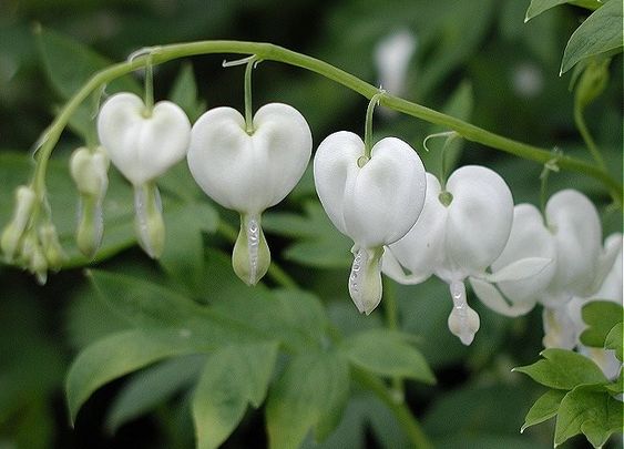a closeup view of a stem of white bleeding heart flowers. the delicate, heartshaped blooms hang gracefully from the arching stem, creating a sense of elegance and beauty. the surrounding green foliage provides a lush backdrop for the white flowers, enhancing their ethereal appearance.