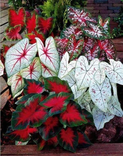 a vibrant collection of caladium plants in a garden setting, featuring large, heartshaped leaves in striking shades of red and white. the plants are arranged in a visually appealing composition, highlighting their vibrant colors and intricate patterns.