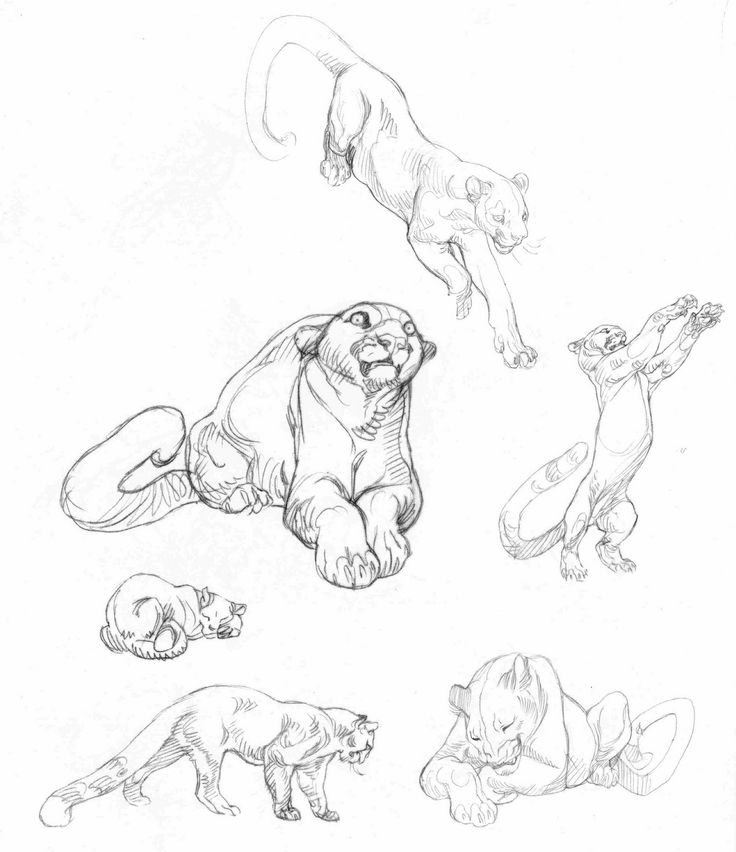 the image is a sketch of several mountain lions or cougars in various poses. the drawing is done in pencil and depicts the animals in different positions such as crouching, jumping, sleeping, looking up, and playing. there are six distinct mountain lion figures shown in the sketch.