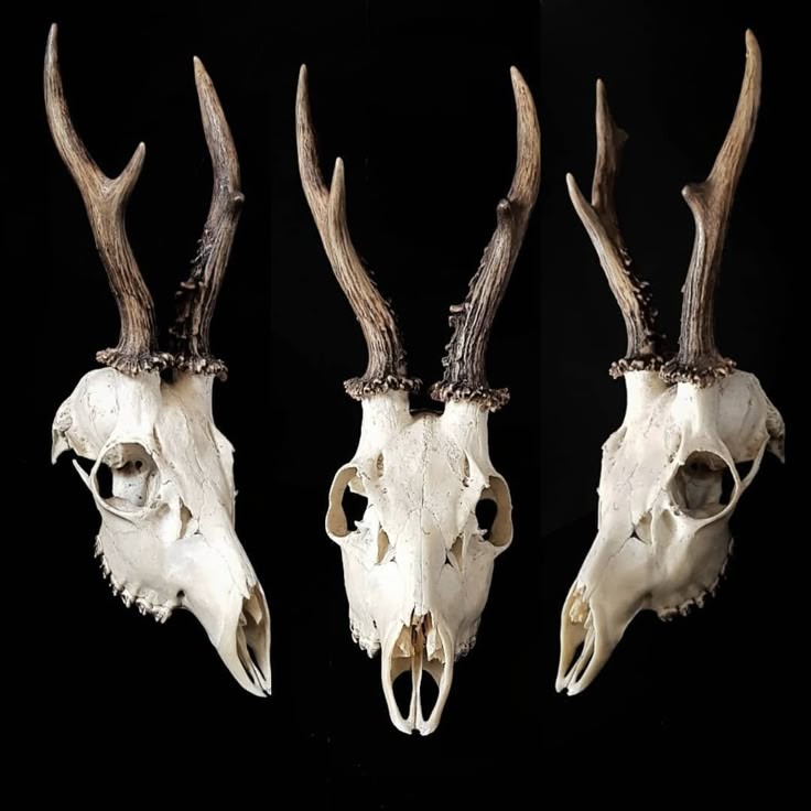 a deer skull with antlers in 3 different views.  the skull is white with a black background.  the antlers are brown and are attached to the skull.  the skull is  creepy and spooky, which might make a good prop for a horror film or halloween decoration.