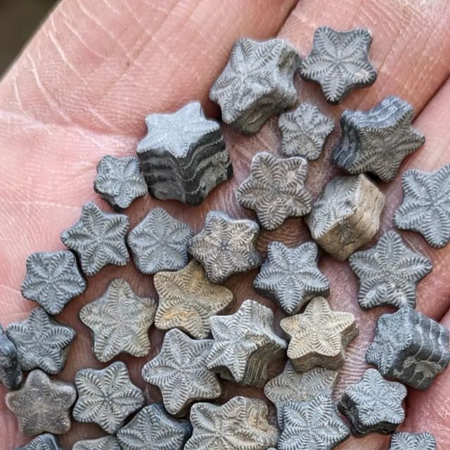 the image shows a collection of starshaped fossils, likely crinoid stem segments or starstones, held in a person's palm. these fossils, ranging in shades of gray and beige, exhibit distinct star patterns on their surfaces and vary in size and thickness. the texture of the fossils appears rough and sedimentary.