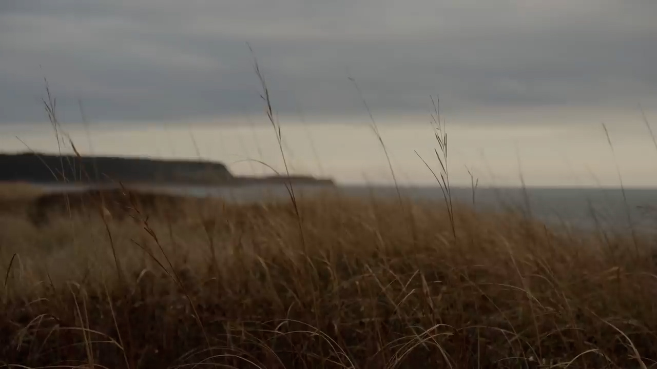 a photo of beach grass with the ocean in the distance. the day is overcast giving the photo a muted color palette.