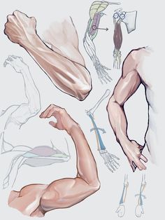this image is a collection of anatomical sketches of the human arm. the sketches show the arm from different angles and with varying levels of detail. some sketches focus on the muscles, while others show the bones and tendons. there are also sketches that show the arm in motion. the sketches are drawn in a realistic style and are helpful for understanding the anatomy of the arm.