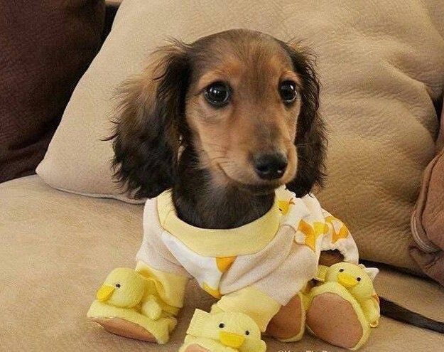 a small dachshund puppy is sitting on a couch wearing yellow pajamas with yellow duck slippers. the puppy has brown and black fur and is looking at the camera with a cute expression.