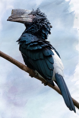 a black and white hornbill perches on a branch against a soft, watercolorlike background of blue and white. the bird has a distinctive beak with a casque on top and a crested head. its plumage is predominantly black, transitioning to white on its lower body and tail feathers.