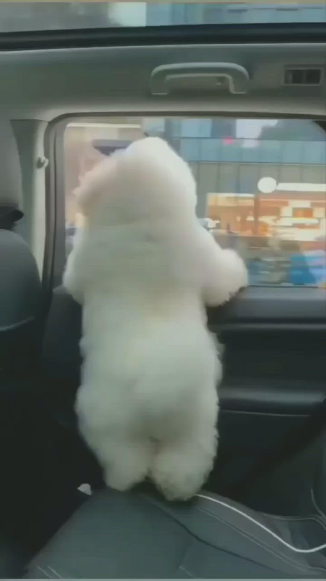 a white fluffy dog sits in the passenger seat of a car looking out the window.