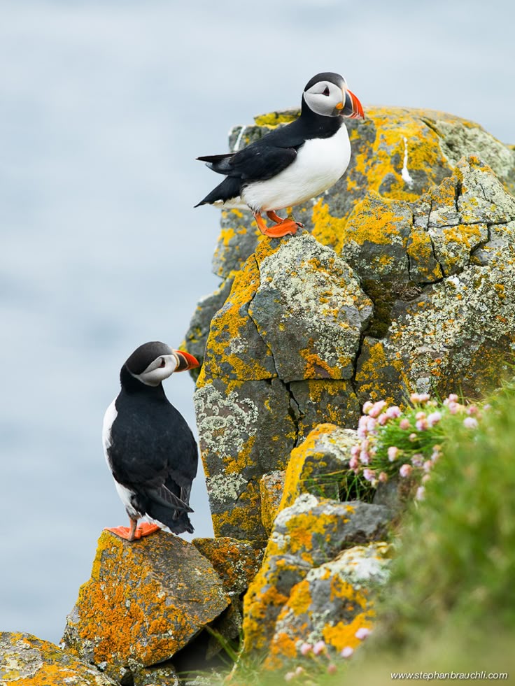 the image features two atlantic puffins perched on mosscovered rocks near the sea. the puffins have black and white plumage, distinctive orange beaks and feet. the rocks are adorned with bright yellow moss.