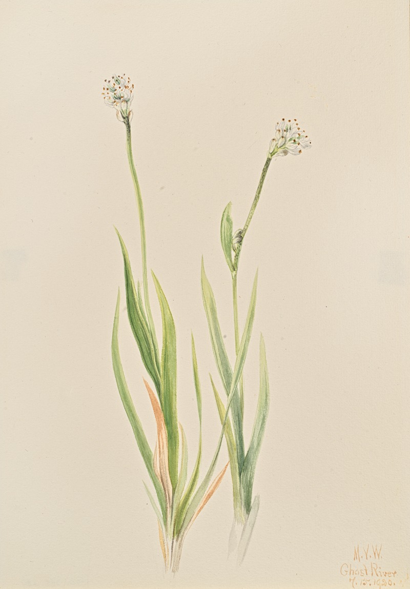 a watercolor painting depicts two plants with slender, green leaves and delicate white flower clusters at the top of long, thin stalks. the leaves are predominantly green with some hints of light orange or brown, suggesting a variety of colors within the natural plant life. the background is a soft, light beige or offwhite, giving the illustration a vintage or antique feel. the overall style is detailed and precise, characteristic of botanical illustrations, and there is text in the lower right corner.