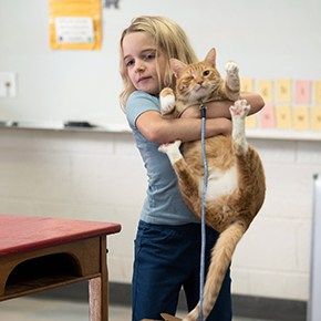 a young girl, dressed in a blue shirt, is hugging an orange tabby cat in a school classroom. she has a big smile on her face, and the cat looks content.  the girl is holding the cat close to her chest, and the cat's tail is wrapped around her arms. the cat is wearing a leash, and the girl is standing next to a desk in the classroom.  the image is warm and joyful, and it shows the special bond that can exist between people and animals.