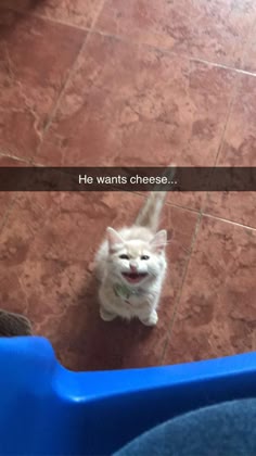 a white kitten with a small brown patch on its back is looking at the camera with a big smile.  it is sitting on a brown tile floor and there is a blue plastic container in front of it. the cat's mouth is slightly open and the caption above the cat reads "he wants cheese..."
