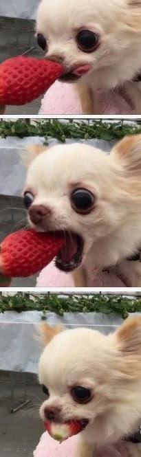 a chihuahua puppy dog eating a strawberry. the dog is looking at the camera and its mouth is open as it chews on the strawberry. the dog's fur is white and it has large black eyes. the dog's nose is black and wet. the dog's ears are floppy and its tail is wagging. the dog is sitting on a white surface. the background is a blurry green and brown. the dog's tongue is sticking out and its teeth are visible. the dog is very small, only a few inches tall. the dog's eyes are bright and alert. the dog's expression is happy and relaxed. the dog is enjoying its treat.
