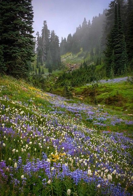 a wide, grassy field slopes downward, blanketed in wildflowers of purple, white, and yellow. a misty forest rises in the background, the trees varying shades of green. the overall lighting is soft and overcast, creating a tranquil and serene atmosphere.