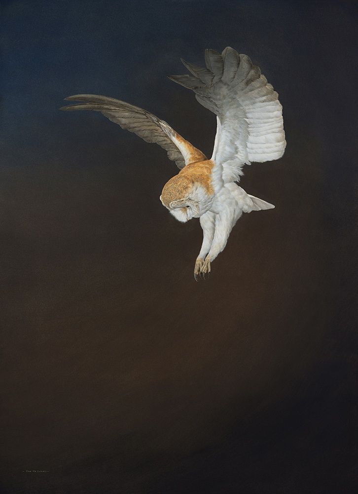 the image shows a painting of a barn owl in midflight, diving towards the ground. the owl is depicted with its wings spread, showcasing its white and brown feathers. its talons are extended, suggesting it is hunting or about to catch prey. the background is dark, emphasizing the owl and creating a dramatic effect. the artwork captures the grace and power of the nocturnal bird of prey.