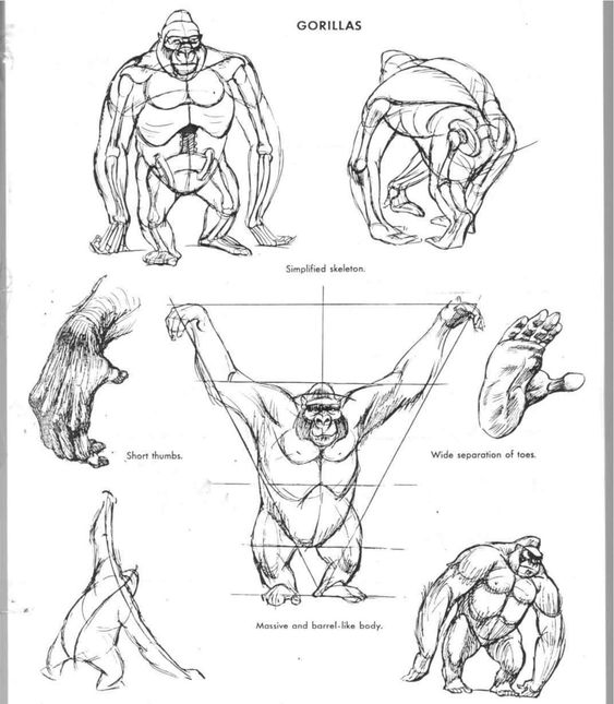 the image is a black and white illustration page showcasing the anatomy of a gorilla for artists. it includes a simplified skeletal structure, drawings of a gorilla from various angles, and notes on key features like "short thumbs," "wide separation of toes," and "massive and barrellike body."  the purpose is to educate on gorilla proportions and anatomy for drawing.