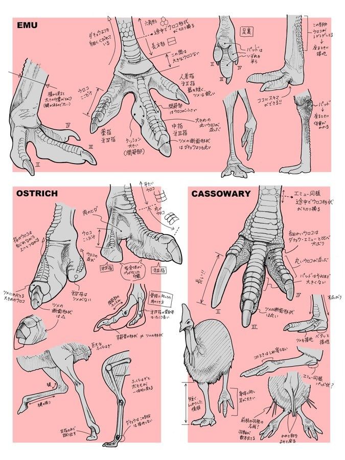 the image is a comparative anatomical diagram of the feet and legs of three different bird species: the emu, ostrich, and cassowary. it consists of detailed sketches of each bird's foot from various angles, along with handwritten annotations. the annotations describe the different anatomical features, such as the placement of scales, the shape of claws, and the structure of the bones. the diagrams show the similarities and differences in the foot structure of these birds.