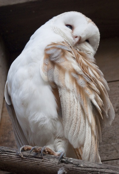 a closeup shot shows a barn owl perched on a wooden branch. the owl has predominantly white feathers with some tan and grey markings on its wing. its head is turned to the side, giving a somewhat shy or cautious appearance. the background consists of natural, earthy tones, with some wooden structure visible.