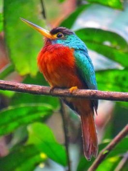 a small, vibrantly colored bird with a long, thin beak is perched on a branch in a tropical rainforest. the bird is predominantly green and blue with a reddishorange belly. its feathers are smooth and glossy. the bird's eye is black and beady. the background is a blur of green leaves.