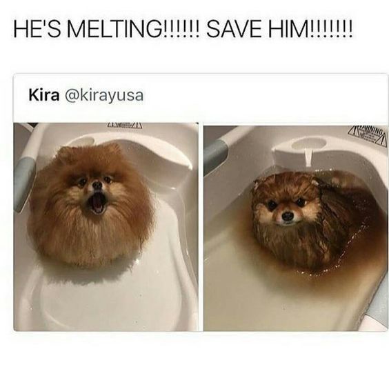 this is a meme of a dog melting in a bath. the dog is in a bathtub and looks scared, the water is brown and looks like it's melting. the caption says "he's melting!!!!!!! save him!!!!!!!!!"  and "kira @kirayusa."  this is a funny meme that has been shared widely online.