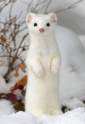 a white ermine stands upright in the snow, looking directly at the viewer. it has black eyes, a pink nose, and small paws. the ermine is surrounded by snow and branches in a winter setting.