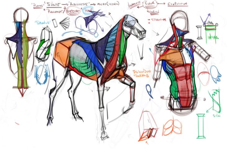 the image depicts a stylized anatomical study of a horse and a humanlike figure. the artwork shows various stages of simplification from geometric shapes to represent the muscle structure and form of the figures. color is used to delineate different muscle groups. there are notes and diagrams indicating key aspects like "plates," "shape," "archetype," "micro(iconic)", "placement/gesture," as well as terms like "splenius," "sternom," and "delcoidend traherous." it includes sketches and annotations concerning anatomical placement and muscle organization.