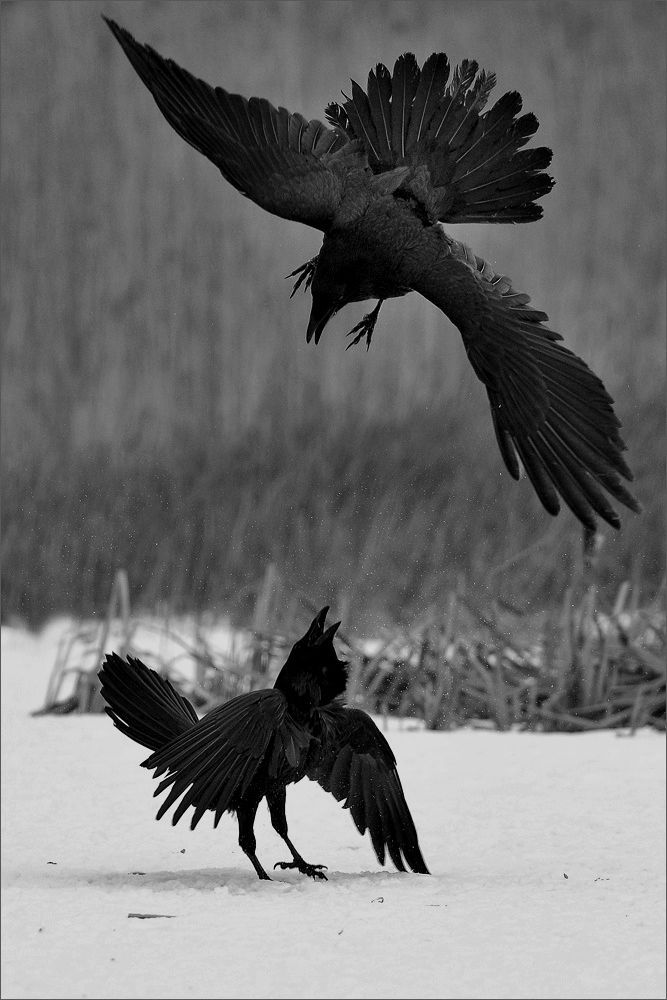 a black crow flies in mid air as another crow looks up at it. they are both in a snowy setting.