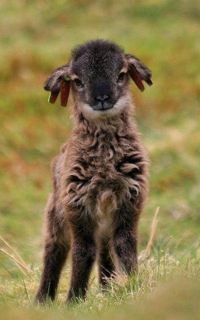 a closeup shot of a young, brown sheep with a black face and nose standing in a field of green grass. the sheep is looking directly at the camera with a curious expression on its face.  the sheep is surrounded by tall blades of grass, and the background is a soft blur of green and brown. the sheep's fur is very soft and fluffy, and its eyes are large and dark. the lamb is very small and looks to be only a few weeks old.  this is a heartwarming image of a very cute sheep in its natural habitat.