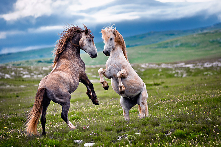 the image showcases two horses engaged in a playful or possibly aggressive interaction in a mountainous grassland. one horse is a mottled gray/brown, while the other is a lighter gray or roan.  both horses are rearing up on their hind legs, suggesting either a display of dominance or energetic play. the backdrop is a picturesque landscape of rolling hills dotted with wildflowers under a partly cloudy sky. the overall mood is one of wildness, freedom, and the raw power of nature.
