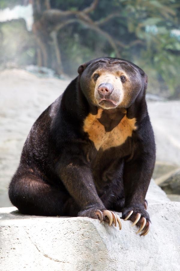a sun bear is sitting on a rock, looking directly at the camera. its fur is black with a light orange patch on its chest. the bear's claws are visible and are long and sharp. the bear is surrounded by rocks and greenery.