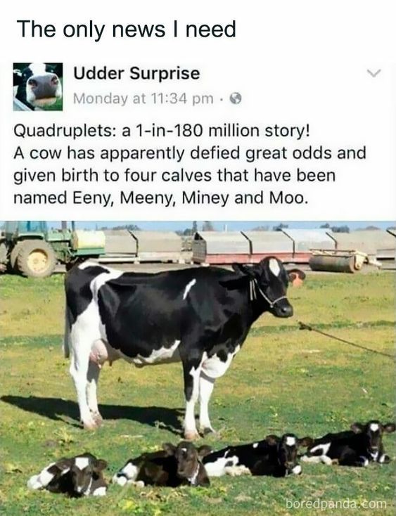 a black and white cow standing in a grassy field with four baby calves. the cow is a quadruplet and apparently defied odds of 1 in 180 million. the calves are named eeny, meeny, miney, and moo.