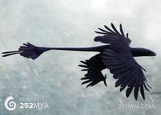 an illustration of a prehistoric bird, possibly a jeholopterus, in flight against a cloudy, rainy sky. the bird is dark, with a long, featherlike tail and outstretched wings. the image includes the logo for studio 252mya.