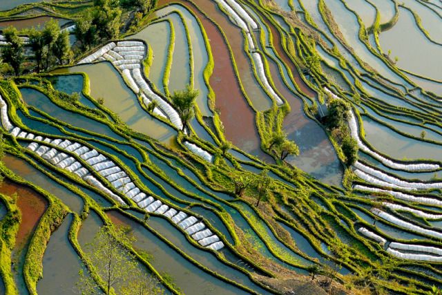 an aerial view of rice terraces in china. the terraces are filled with water and are surrounded by lush green vegetation. the terraces are a popular tourist destination and are a beautiful example of traditional agriculture.