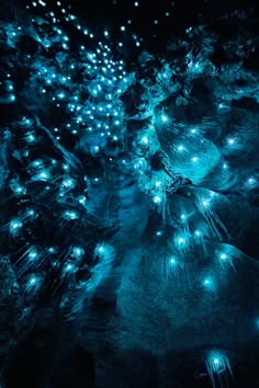 this is a photo of the waitomo caves in new zealand. the photo is taken from inside the cave, looking up at the ceiling. the ceiling is covered in thousands of glowworms, which emit a bluegreen light. the glowworms are tiny insects that live in the caves, and they use their light to attract prey. the image is lit by the light of the glowworms, making the cave appear ethereal and magical. the cave is a popular tourist attraction and is a popular spot for visitors to take pictures of the glowworms.