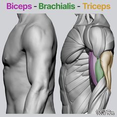 the image is a black and white anatomical drawing of a man's torso, highlighting the biceps, brachialis, and triceps muscles. the left side shows the surface anatomy, while the right side reveals the underlying musculature.