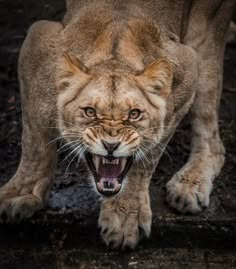 a closeup image of a lion with its mouth open, showing its sharp teeth and a fierce expression. the lion's fur is a mixture of brown and yellow, and its eyes are dark and intense. the background is blurred, creating a sense of depth and focus on the animal. the image captures the power and ferocity of this apex predator.