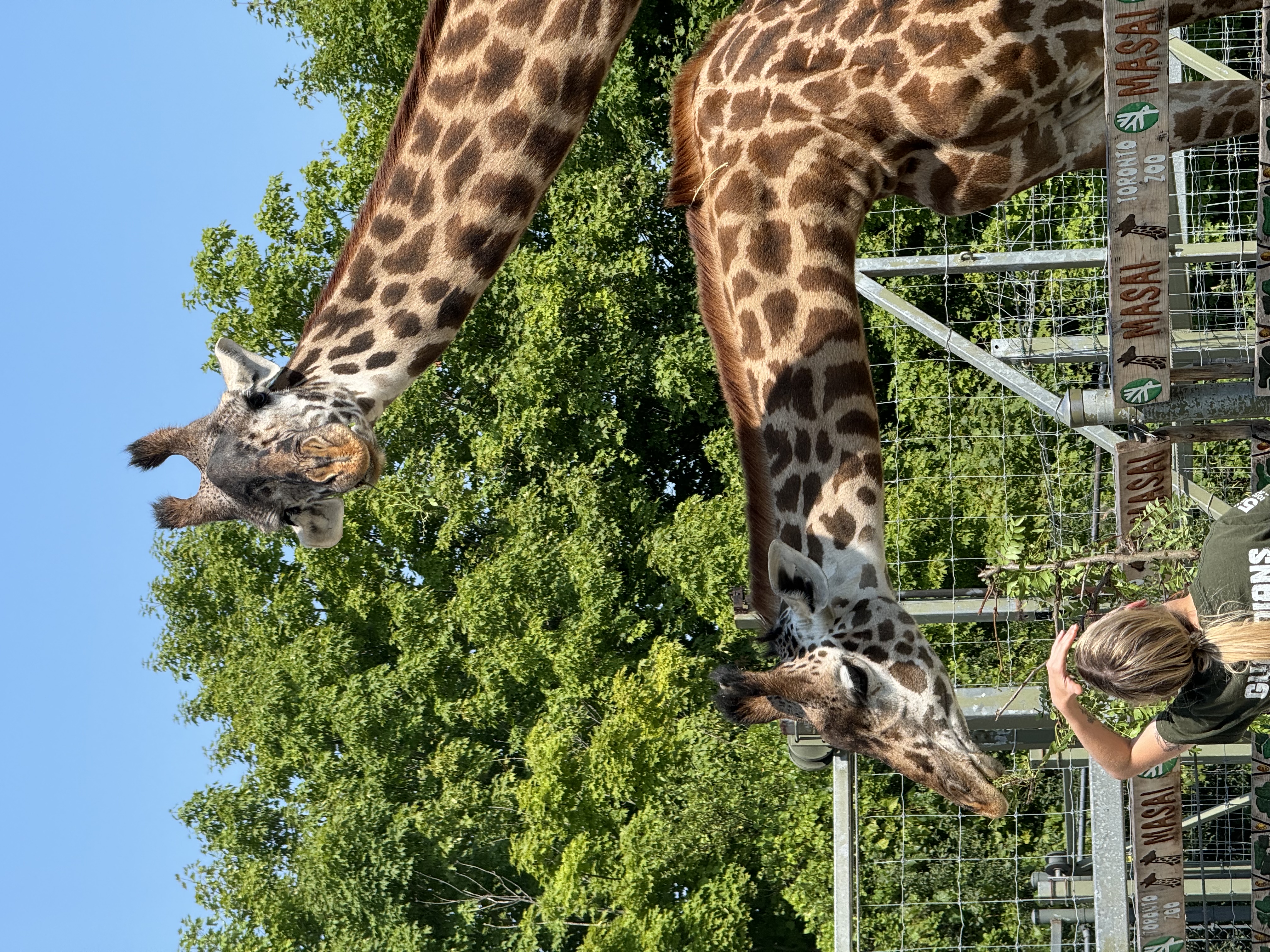two giraffes stand tall in a zoo enclosure. the photo is taken from below, looking up at the giraffes. one giraffe's head is turned toward the camera, while the other is looking away. a woman in a green shirt is partially visible in the bottom left corner, with her arm raised as if she's about to touch one of the giraffes. the giraffes are enclosed by a tall fence with a sign that reads "masai" on it. behind the enclosure, there are lush green trees and a clear blue sky. the overall lighting is bright and sunny, indicating a beautiful summer day at the zoo.