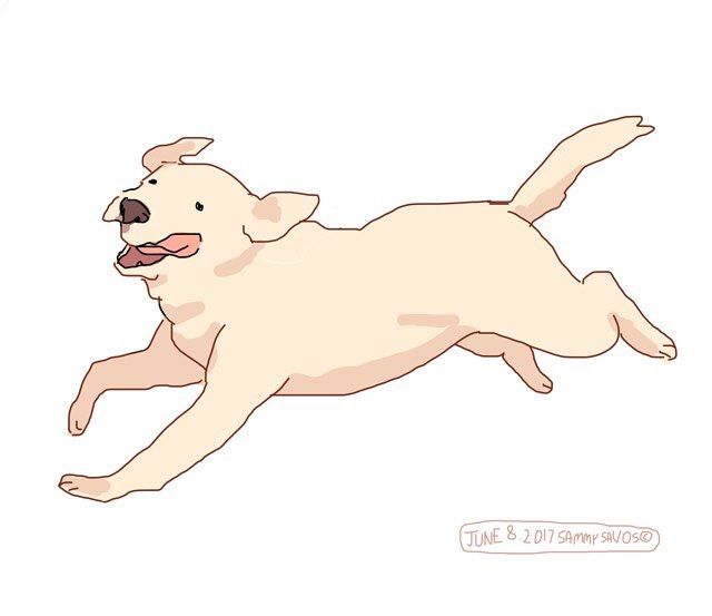 the image is a simple, stylized illustration of a yellow labrador retriever running. the dog is depicted in a playful, happy pose, its tongue slightly out. the art style is minimalist, using clean lines and muted pastel colors on a white background. the illustration has a digitally drawn look with a slight cartoonish feel.  a small watermark in the bottom right corner indicates the artist and date: "june 8 2017 sammy savos©".