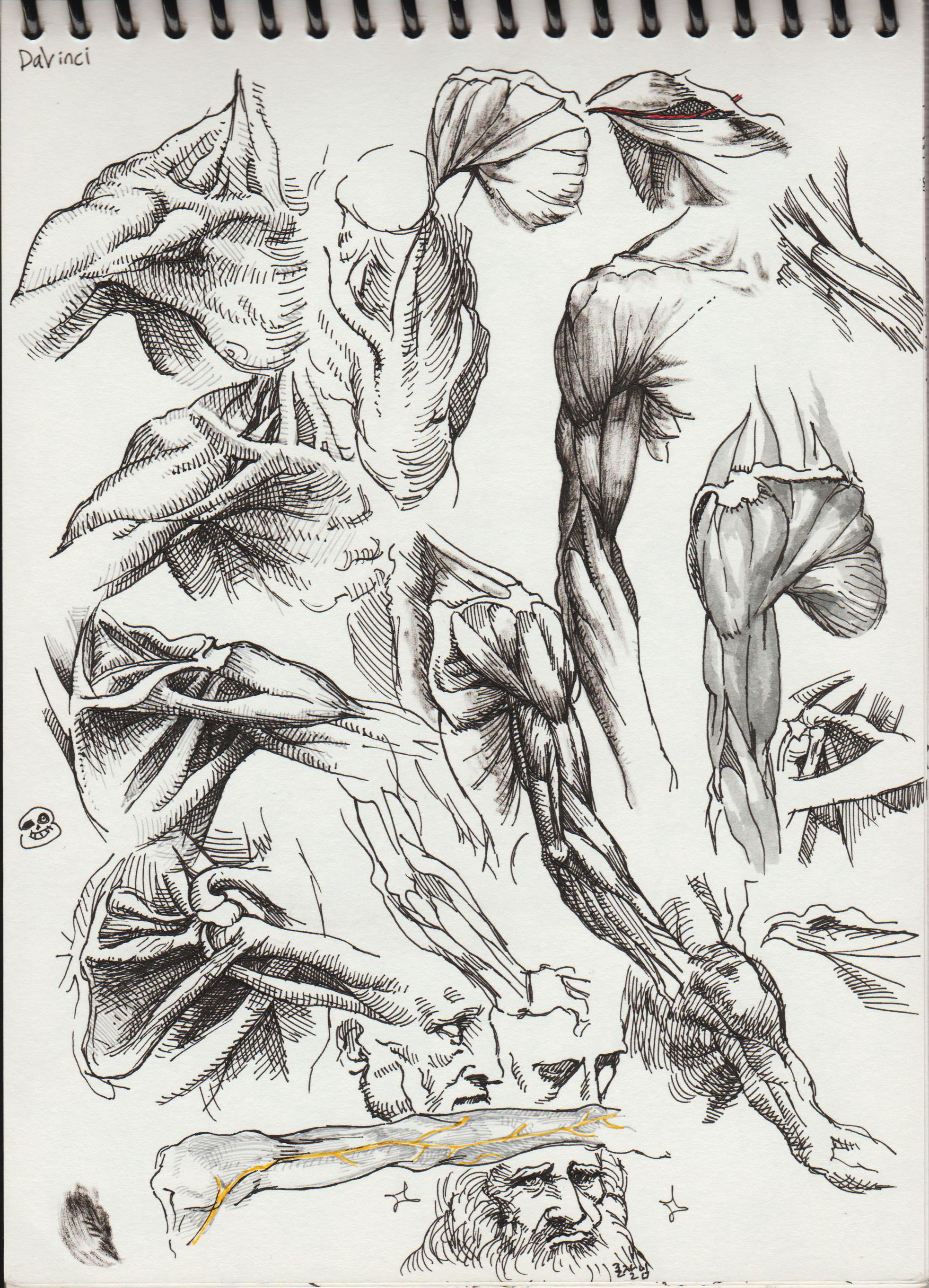 this image shows a drawing of human anatomy, likely a study of muscle structure.  the drawing is done in black ink on white paper, in the style of leonardo da vinci.  the image appears to have been created on the pages of a notebook.  the detail and accuracy of the drawing suggests a deep understanding of human anatomy and a focus on depicting the structure of the human body in a realistic and scientific way.