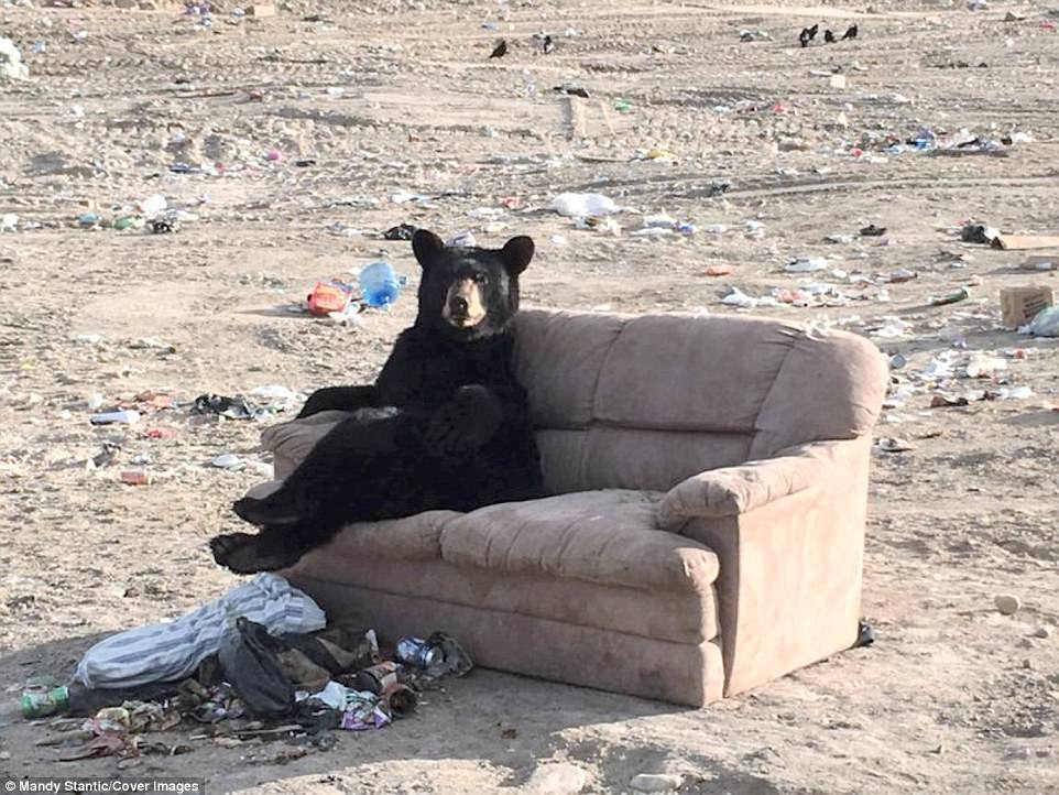 a black bear is sitting on a couch in a desert landscape. the couch is surrounded by trash and garbage.