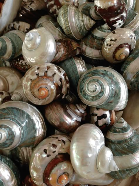 a close up image of a variety of sea shells, showing their intricate detail and beautiful colors.